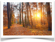 Sonne scheint durch Bäume